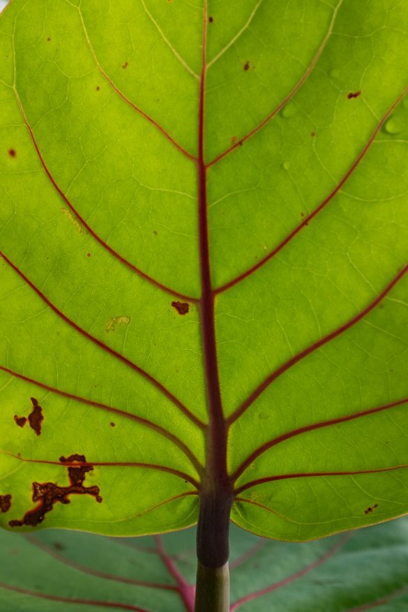 Costa_Rica_2016-0109 The Texture of Travel